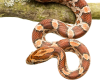 Slithery but NOT Slimy: The Snakes of Tanglewood
