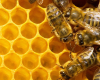 Forsyth County Beekeepers Association Bee School