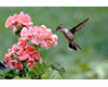 Tuesdays at Tanglewood – Flying Jewels