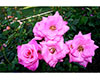 Creations From Your Garden