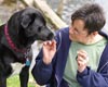 October is Adopt-an-Adult Dog Month