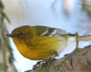 Winter Birds of Tanglewood
