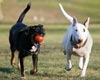 Tanglewoof, New Dog Park Opens at Tanglewood Park