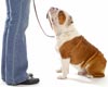 Free Dog Training for Animal Shelter Adopters