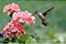 Tuesdays at Tanglewood: Who Lives Here? Hummingbirds