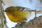 Winter Birds of Tanglewood