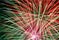 Fourth of July Fireworks at Tanglewood Park Canceled for 2012