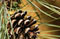 Peanut Butter Pinecone Birdfeeder Craft